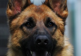 Perla 2014 05