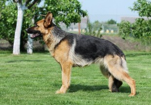 perla2