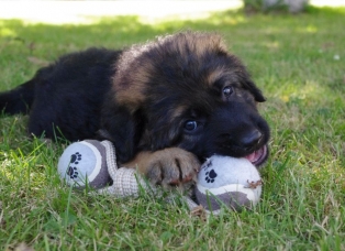long haired german shepherd puppy funny