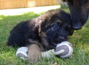 ong haired german shepherd puppy