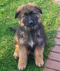 Long Haired German Shepherd Puppies from the kennel Alto Paradas