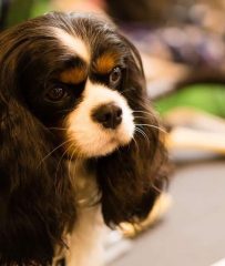 Tricolor cavalier king charles spaniel girl 2 years old - Mege, Kennel 